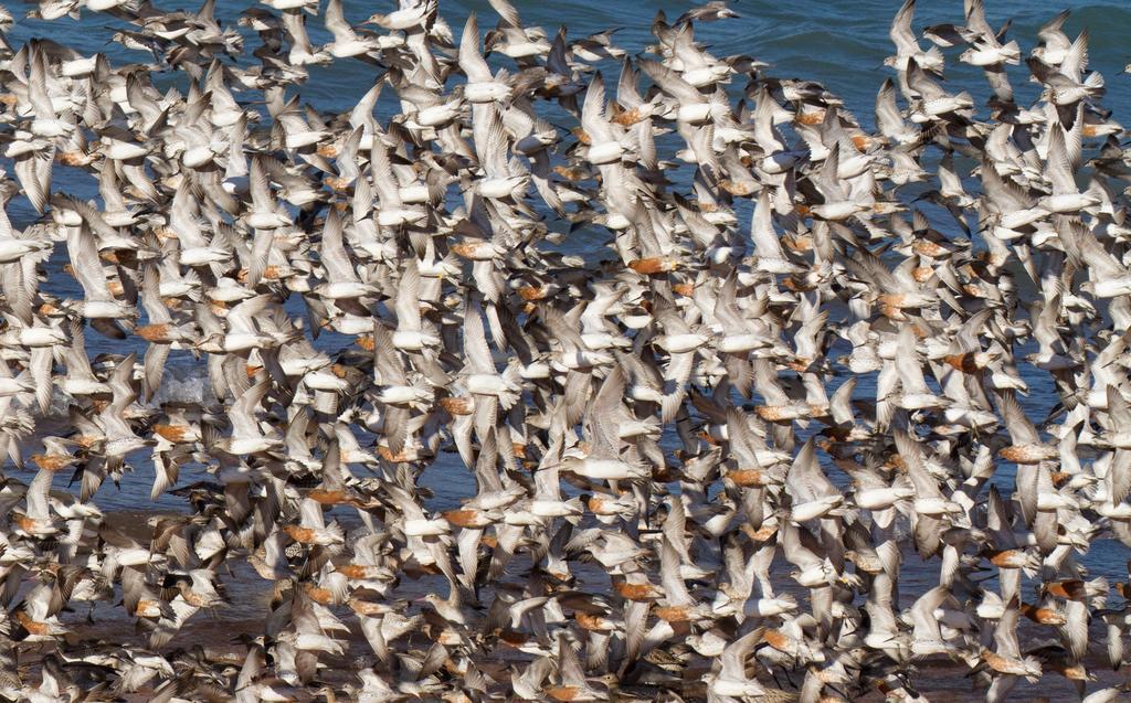 Broome Bird Observatory Ngoại thất bức ảnh