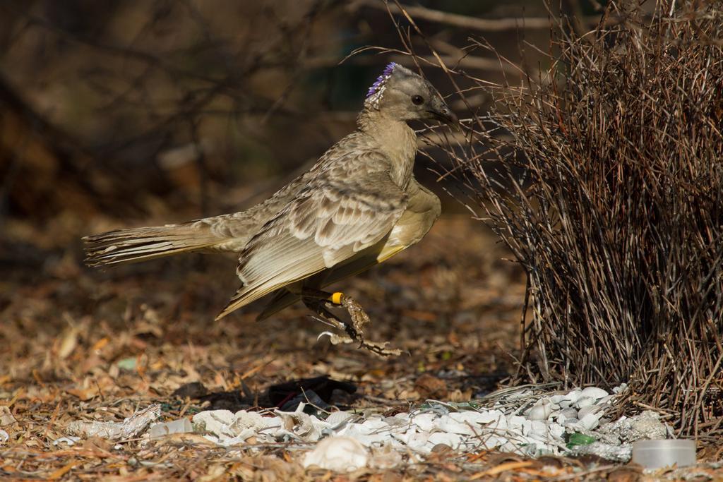 Broome Bird Observatory Ngoại thất bức ảnh
